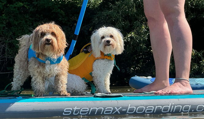 SUP Touren 2025 | SMC Hundephysiotherapie SUP Touren 2025 | SMC Hundephysiotherapie